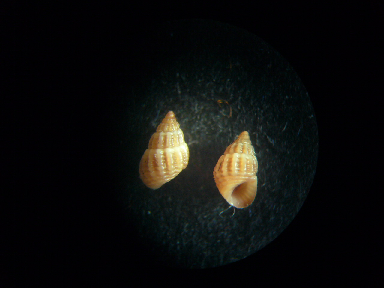 Alvania cfr. lineata